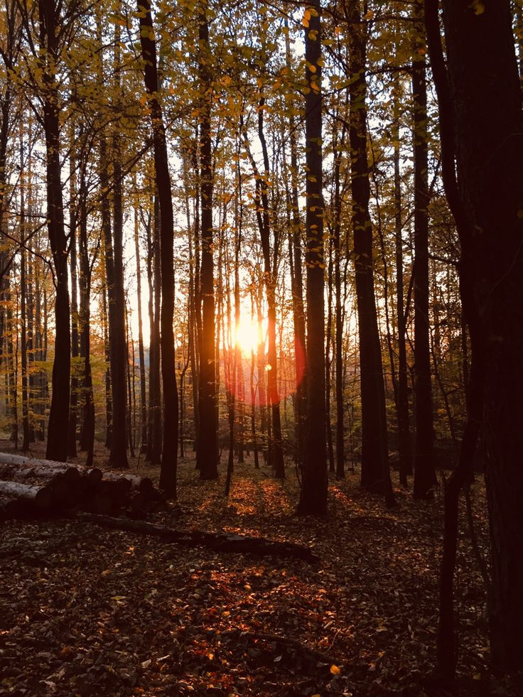 Golden hour